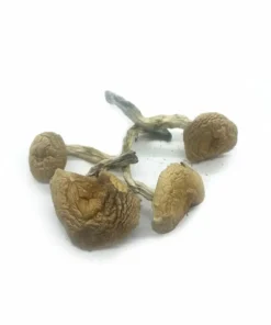 Microdose Mushrooms – African Transkei – 7 grams