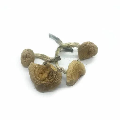 Microdose Mushrooms – African Transkei – 7 grams